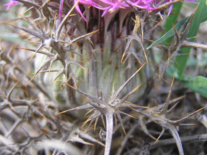 Carlina gummifera (=Atractylis gummifera) / Masticogna laticifera